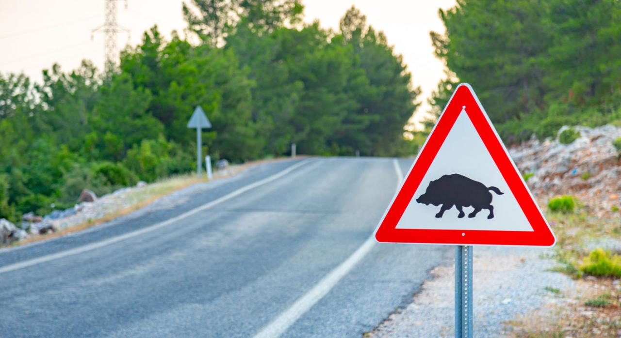 Atropello cinegético. Imagen de una señal que avisa del cruce de animales