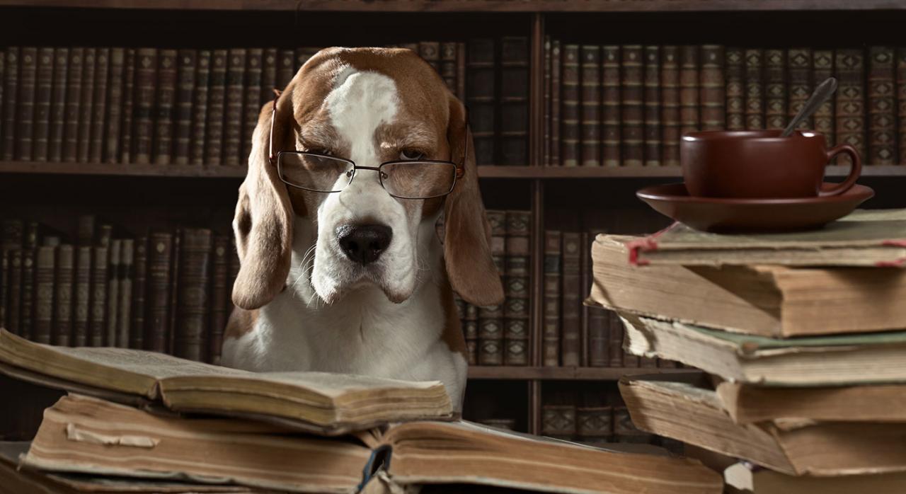 Modificación del código penal en materia de maltrato animal. Imagen de un perro con gafas sobre unos libros de derecho