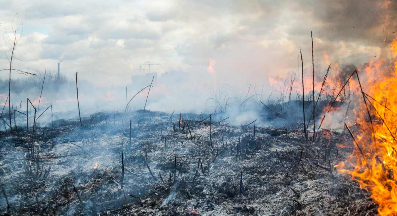 Incendio forestal