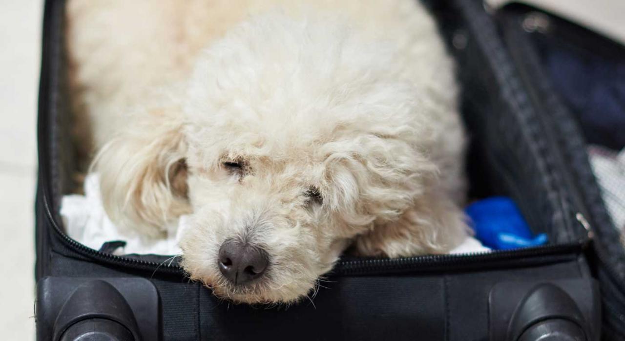 Una perra dentro de una maleta triste por sufrir maltrato animal