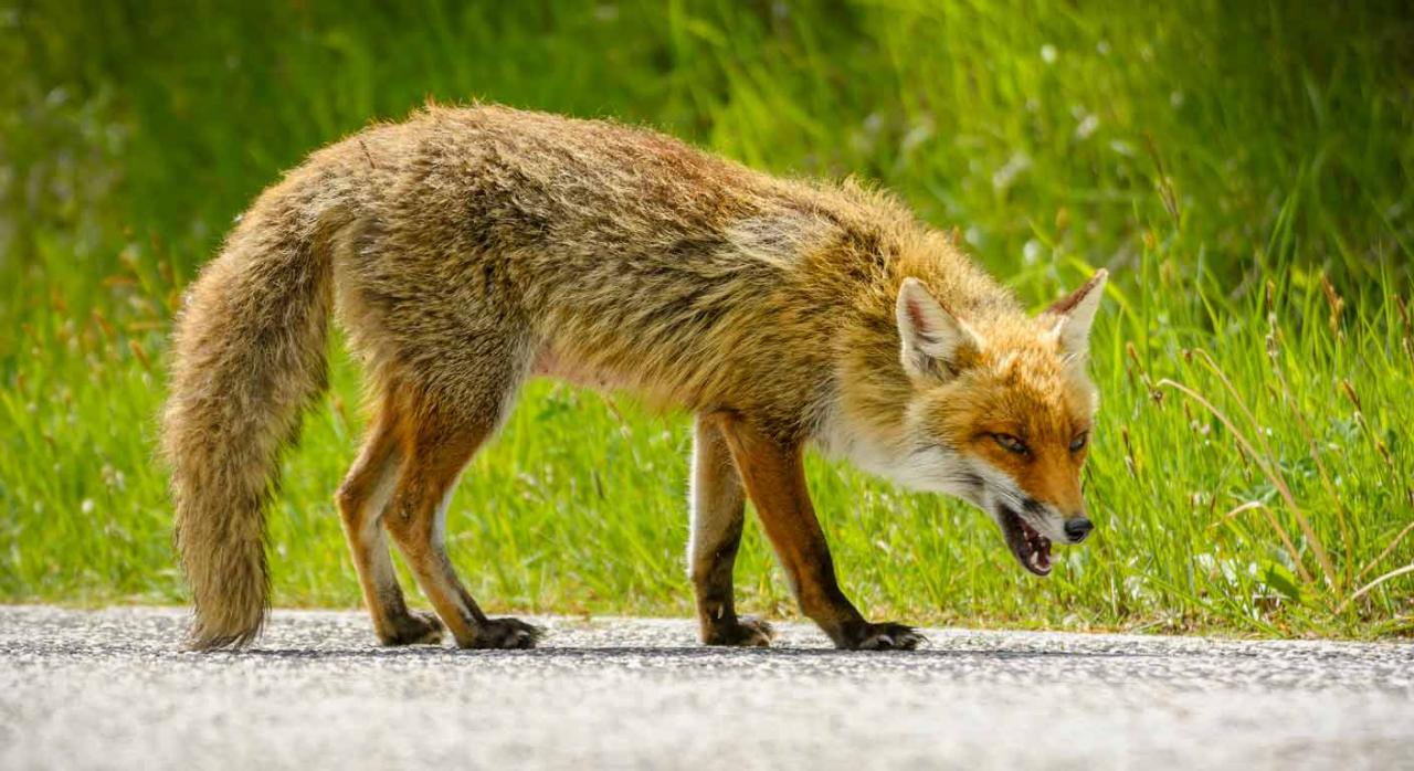 Un zorro caminando sobre el asfalto medio herido por maltrato animal